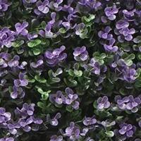 Kunstplanten mat 50x50 cm buxus paars Buitengewoon de Boet - Buitengewoon de boet