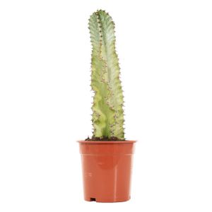 Euphorbia Ingens Marmorata Variegata
