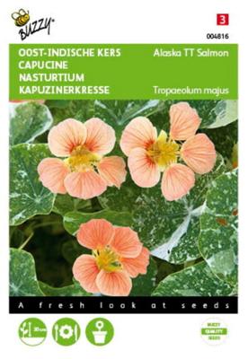 Tropaeolum majus nanum Alaska TT Salmon Tuinplus - Buzzy