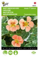 Tropaeolum majus nanum Alaska TT Salmon Tuinplus - Buzzy