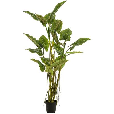 Olifantsoor plant h195cm groen - Emerald
