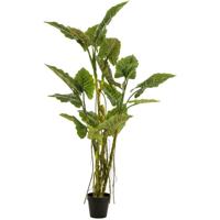 Olifantsoor plant h195cm groen - Emerald
