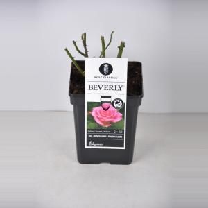 Grootbloemige roos (rosa "Beverly"®) - C5 - 1 stuks