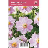 Herfstanemoon (anemone hybrida "Queen Charlotte") najaarsbloeier - 12 stuks - thumbnail