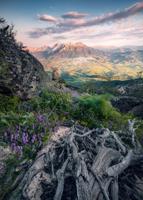 Komar Stefan Hefele; Komar Wanderlust Fotobehang Flowering Tales - SHX4-130