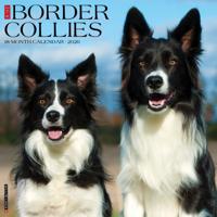 Border Collie Kalender 2026