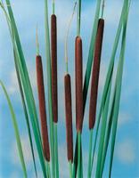 2 stuks! Typha angustifolia potmaat P9 Kleine lisdodde Moerings - Moerings