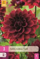 Dahlia arabian night 3 knollen