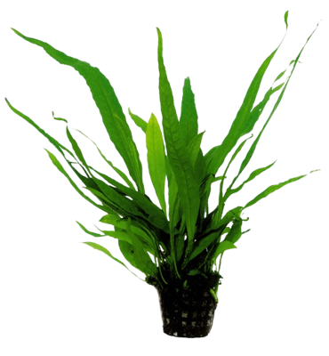 AquaVitaal Microsorum Pteropus