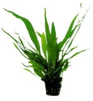 AquaVitaal Microsorum Pteropus