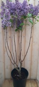 Sering blauw-paars 100 cm - Warentuin natuurlijk