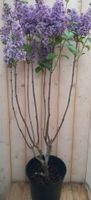 Sering blauw-paars 100 cm - Warentuin natuurlijk