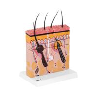 Anatomisch model huid