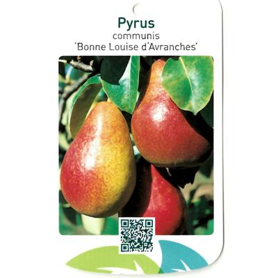 Pyrus Communis Bonne Louise d Avranches - Oosterik home
