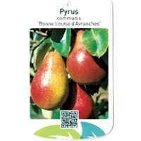 Pyrus Communis Bonne Louise d Avranches - Oosterik home