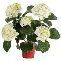 Mooie kunstplant met bloemen - Hortensia - creme wit - H36 cm - Dia 10 cm