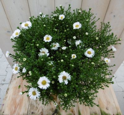 Grote herfstaster wit - Warentuin natuurlijk