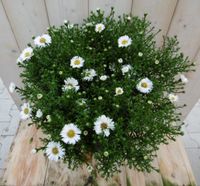 Grote herfstaster wit - Warentuin natuurlijk
