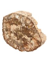 Fossiel Hout aangepolijst (Model 10)