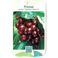 Prunus Avium Varikse Zwarte - Oosterik Home - thumbnail