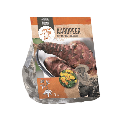 Bloembollen Helianthus Tuberosus Baltus - Baltus