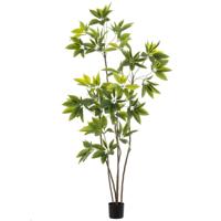 Schefflera