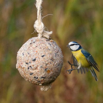 Reuzenvetbol Original Reuzenvetbol Original