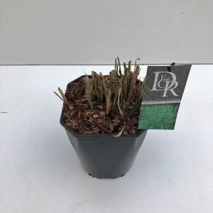Prachtriet (Miscanthus sinensis "Strictus") siergras - In 5 liter pot - 1 stuks