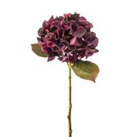 Hydrangea