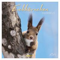 Eekhoorn Kalender 2026