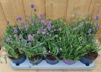 Lavendel Hidcote 10 potjes per tray kleur paars - Warentuin natuurlijk