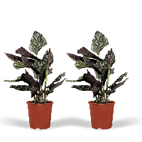 2x Calathea Ornata - Pauwenplant - 50cm - ø14