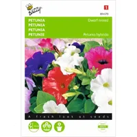 Petunia laag gemengd Petunia laag gemengd