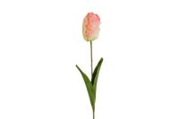 Decostar Tulp Tulipa Barbera 68 cm roze/wit