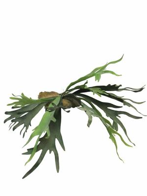 Best Platycerium green 50cm