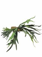 Best Platycerium green 50cm