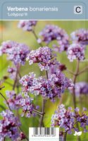 Vips Verbena bonariensis Lollypop - IJzerhard