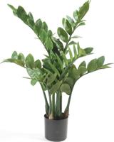 Zamioculcas x7 70 cm/116lvs - Emerald
