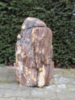 Fossiel Hout MA23-8, 53 cm