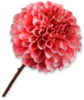 Silk-ka kunsttak dahlia 64cm beauty