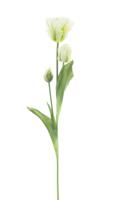 PSO Parrot tulip spray Sally cream 71 cm kunstbloem Erutan Avon - Erutan avon