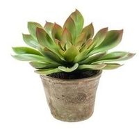 Kunstplant Echeveria mira in oude terracotta pot 11 cm   -