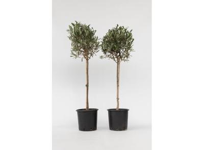Set van 2 XL Olijfbomen