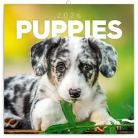 Puppies Kalender 2026