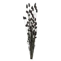 Droogbloemen Phalaris - zwart - 76 cm - Leen Bakker - thumbnail