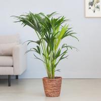 plantje.nl Kentiapalm, Groen plantje.nl Kentiapalm, Groen