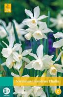 Narcissus triandrus Thalia - Jub