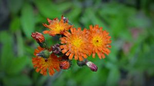 Oranje havikskruid