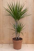 Drakenbloedboom Dracaena Fragrans Marginata Green/Groen H60-80 cm potmaat 19 cm 2 stammen kamerplant Warentuin Natuurlijk - Warentuin natuurlijk