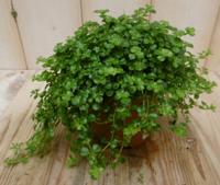 2 stuks! Kamerplant Pitoresque Pilea Depressa - Warentuin natuurlijk